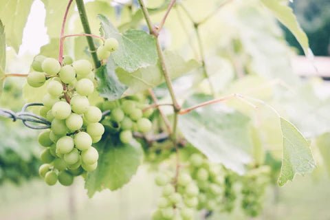 Eight Things You Never Knew About Chardonnay Grapes - Gift Basket Village