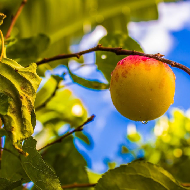 peach on a tree limb with blue sky background